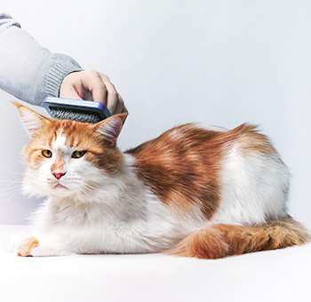 Katt i grooming salong för husdjur.