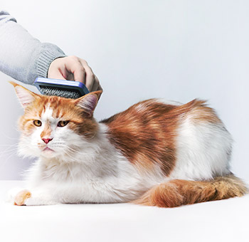 Chat dans un salon de toilettage pour animaux de compagnie.