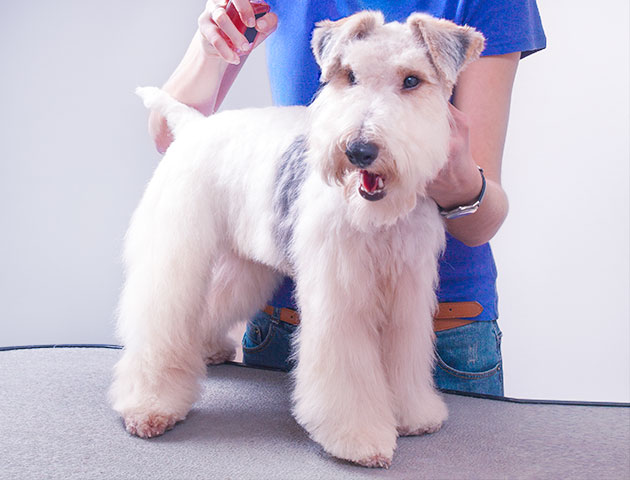 Hunden bliver plejet i kæledyrssalon.