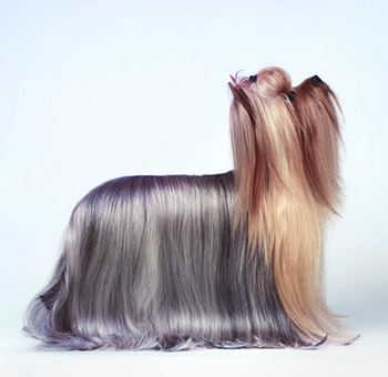 Hund efter kæledyrspleje aftaleservice i kæledyrssalon. 
  