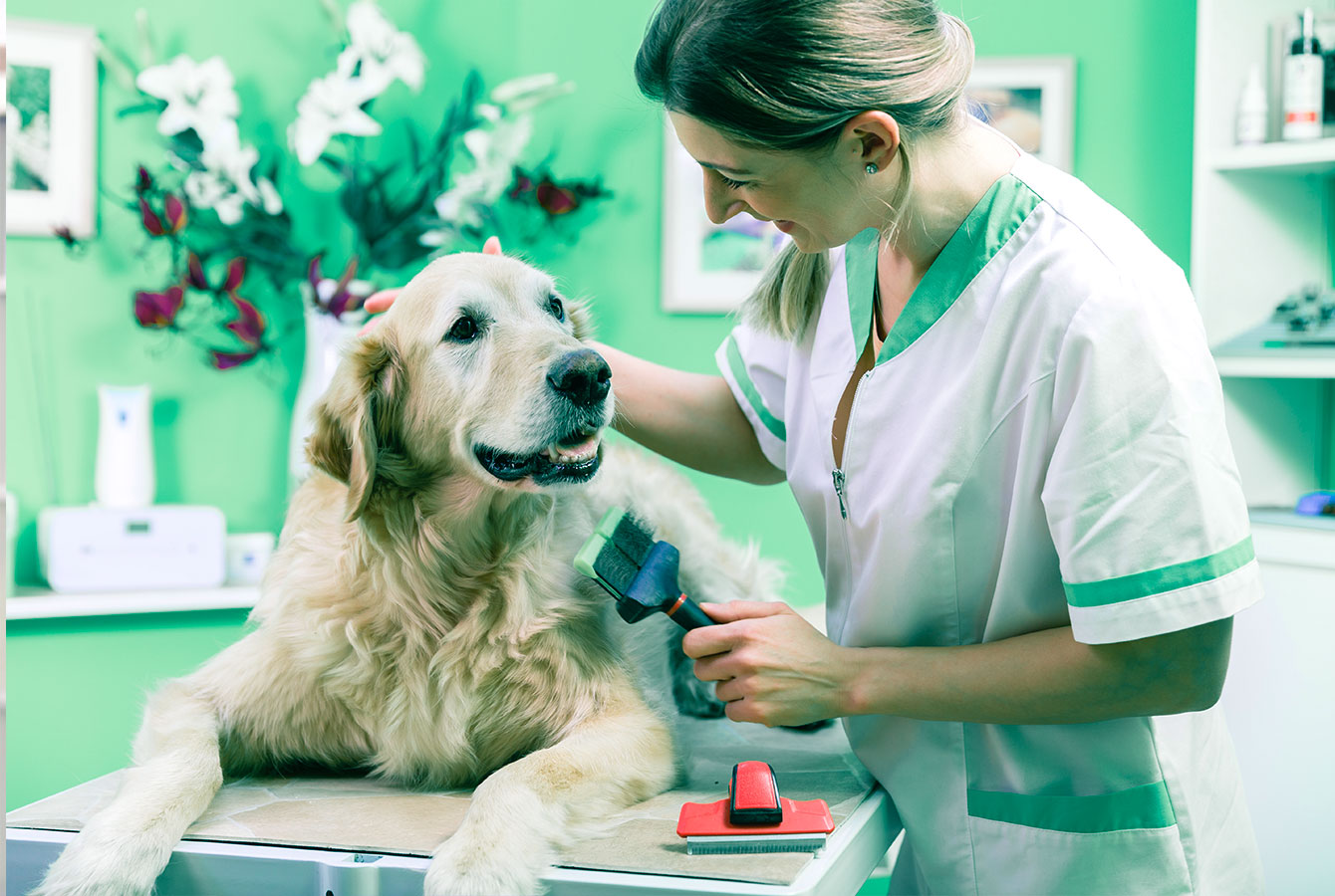 Kvinde kæledyrsplejer børster hundehår i salon.