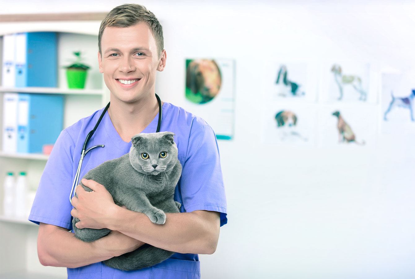 Mies eläinlääkäri, jolla on kissa, jonka omistajat varasivat palvelun Planfy -varausjärjestelmän avulla.