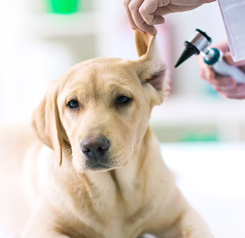 Dokter hewan memeriksa telinga anjing. 
