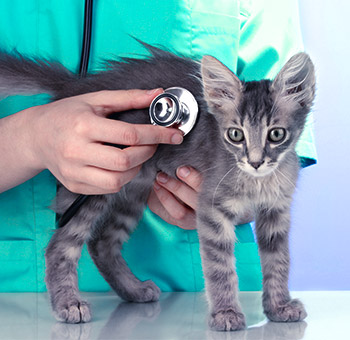 Vet testing small kitten's breathing with stethoscope at vetterinarian clinic.