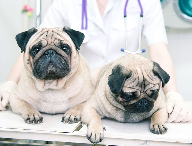 Dvě štěňata procházejí kontrolou na veterinární klinice. 