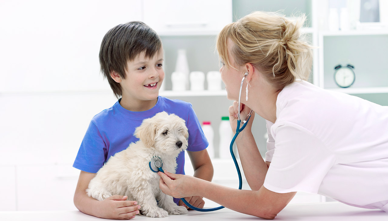 Veteriner kliniğinde küçük köpek sağlığını kontrol eden stetoskoplu kadın veteriner.