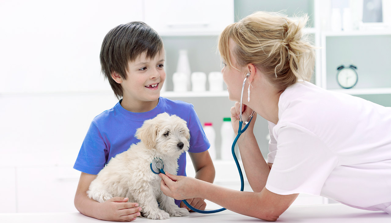 Woman veterinarian with stethoscope checking small dogs health at vet surgery.